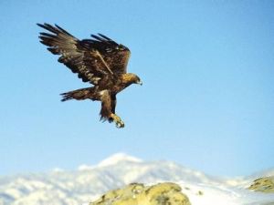 金雕加拿大亞種 金雕加拿大亞種