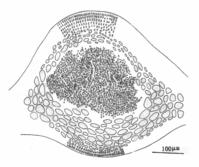 廣東擬伊藻的囊果切面觀