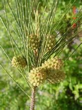 木麻黃科 木麻黃科