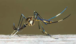 華麗巨蚊 華麗巨蚊