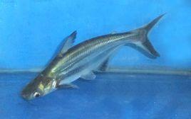 熱帶魚藍鯊 熱帶魚藍鯊