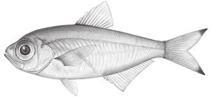 雷氏魚科 雷氏魚科