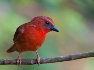 紅喉唐納雀 紅喉唐納雀