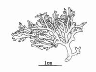 繁枝江蘺 繁枝江蘺