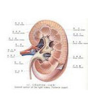 糖尿病腎病 糖尿病腎病