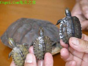 廣西擬水龜