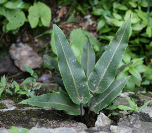 廬山石韋 廬山石韋