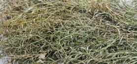 布氏輪藻 布氏輪藻