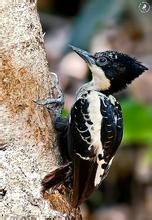 黑冠啄木鳥 黑冠啄木鳥