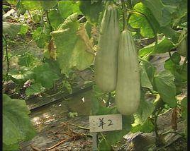 青縣羊角脆 青縣羊角脆