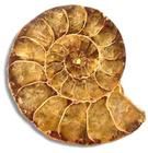 葉菊石目 葉菊石目