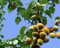 娘娘廟鄉 娘娘廟鄉