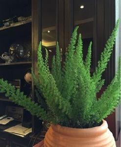 狐尾武竹 狐尾武竹