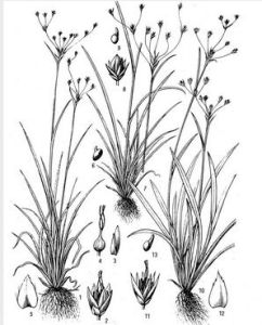 火紅地楊梅 火紅地楊梅