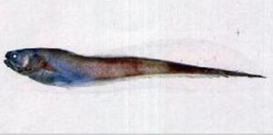 纖尾錐齒潛魚 纖尾錐齒潛魚