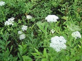 雲南細裂芹 雲南細裂芹