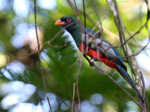 灰尾美洲咬鵑 灰尾美洲咬鵑