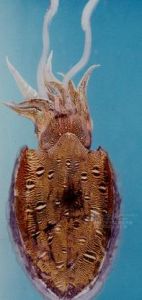 擬目烏賊 擬目烏賊