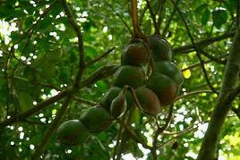 緬茄菩提 緬茄菩提