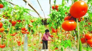 永發誠信蓄牧生態園