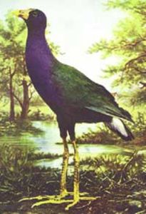 夏威夷水雞 夏威夷水雞