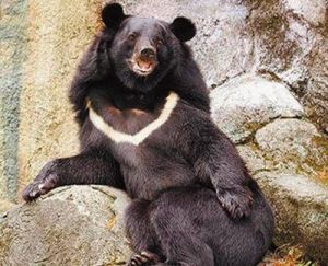黑熊台灣亞種