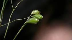 龍常草族 龍常草族