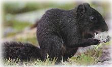 荷氏松鼠 荷氏松鼠