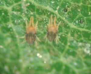 針葉小爪蟎 針葉小爪蟎