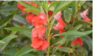 短尖棒尾鳳仙花 短尖棒尾鳳仙花