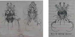 癢蟎及被危害的牲畜