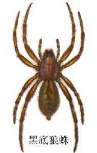 黑底狼蛛 黑底狼蛛