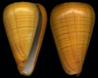 連線芋螺 連線芋螺