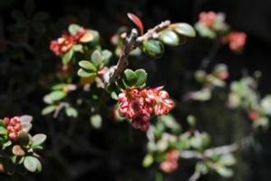 紙葉越桔 紙葉越桔