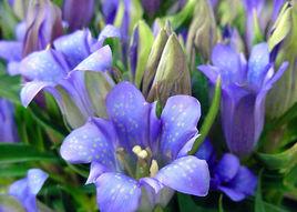 廣西龍膽 廣西龍膽