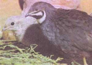 蒙特祖馬鵪鶉 蒙特祖馬鵪鶉