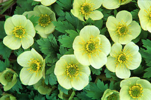 亞洲金鳳花 亞洲金鳳花