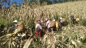 2016年10月格林村婦女、團員開展玉米秋收工作
