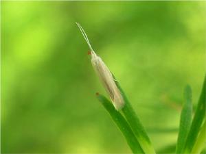 落葉松鞘蛾 落葉松鞘蛾