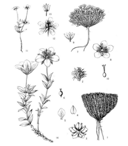 小腺無心菜 小腺無心菜