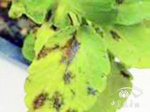 三色堇葉斑病 三色堇葉斑病