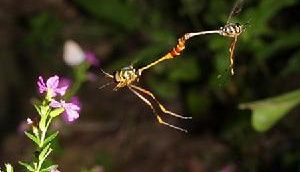 雙翅目蜂虻科 雙翅目蜂虻科