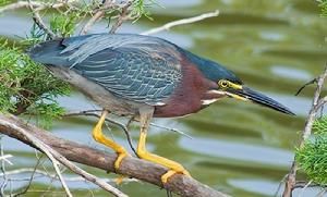 加島綠鷺 加島綠鷺