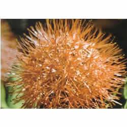 繡球百合 繡球百合