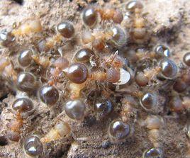 光滑盾胸切葉蟻 光滑盾胸切葉蟻