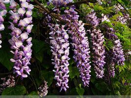 紫藤花[歌劇傷逝樂曲]