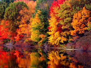 青島世界園藝博覽會