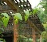 異葉赤瓟 異葉赤瓟