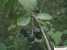 黑果小檗