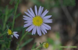 韃靼狗娃花 韃靼狗娃花